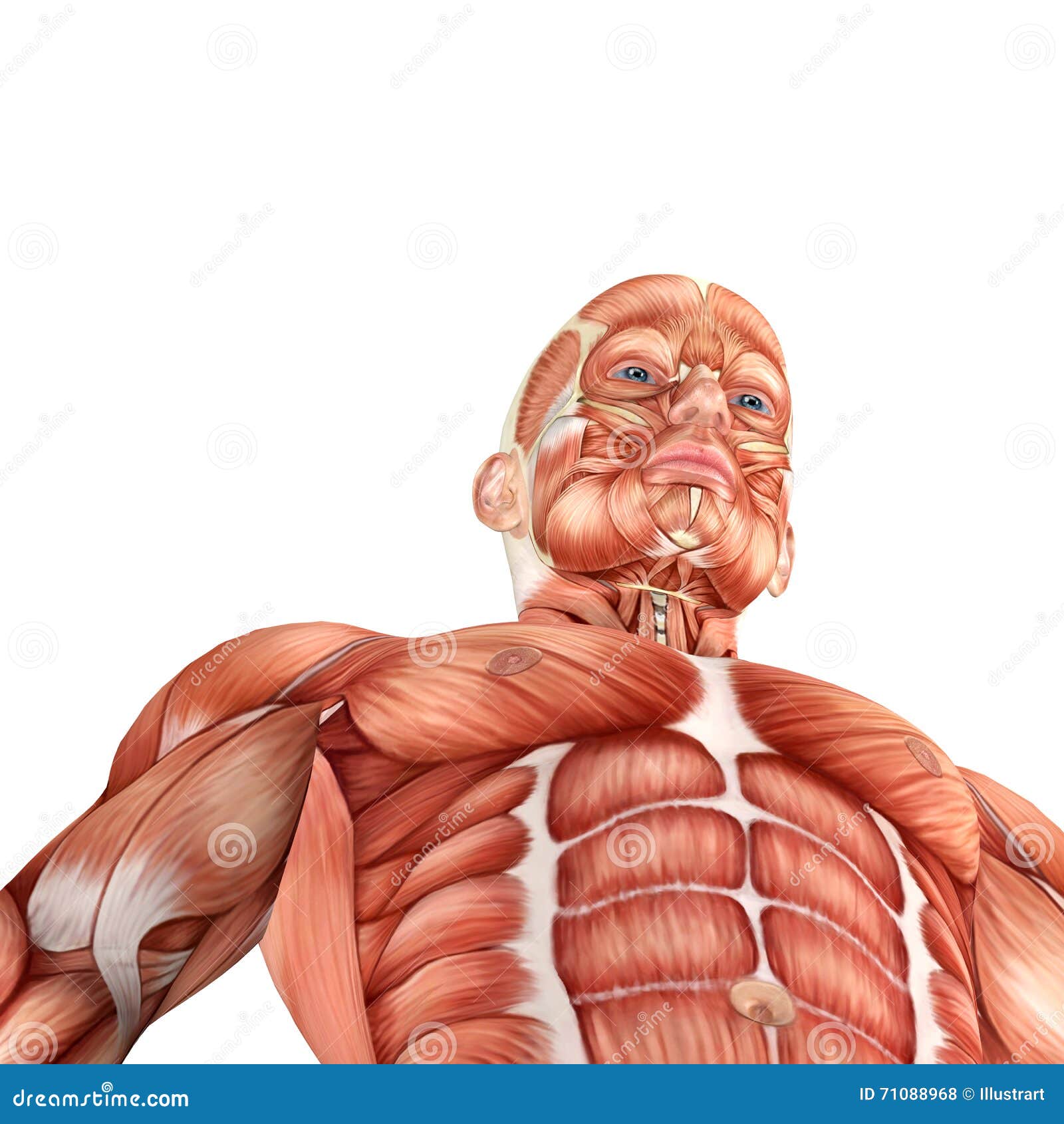 3d Male Anatomy Bottom View Stock Illustration Illustration of human