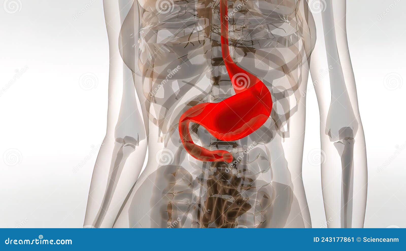 3D Medical Illustration of a Human Stomach Stock Illustration ...