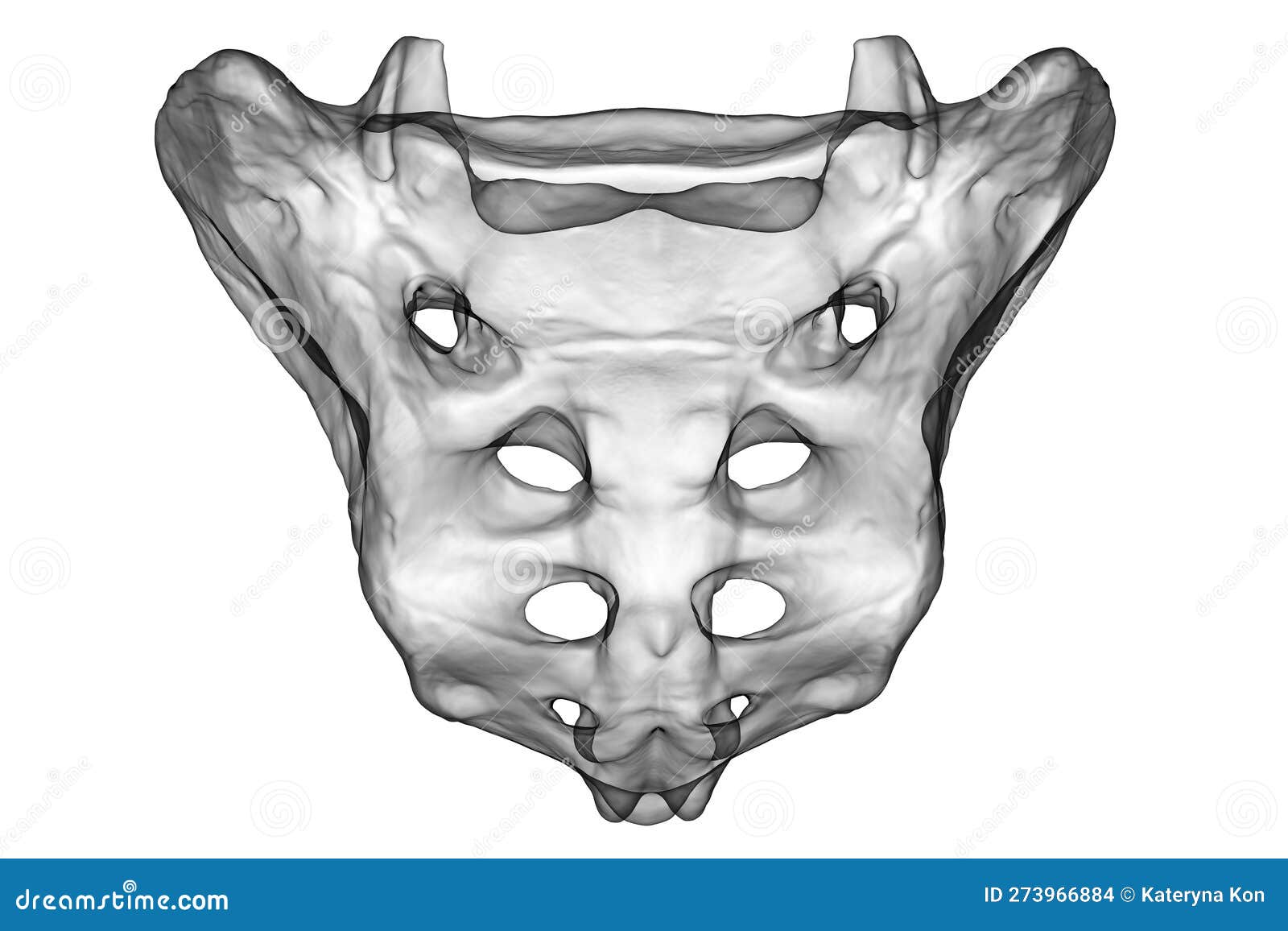 The Sacrum Bone: Anatomy and 3D Illustrations