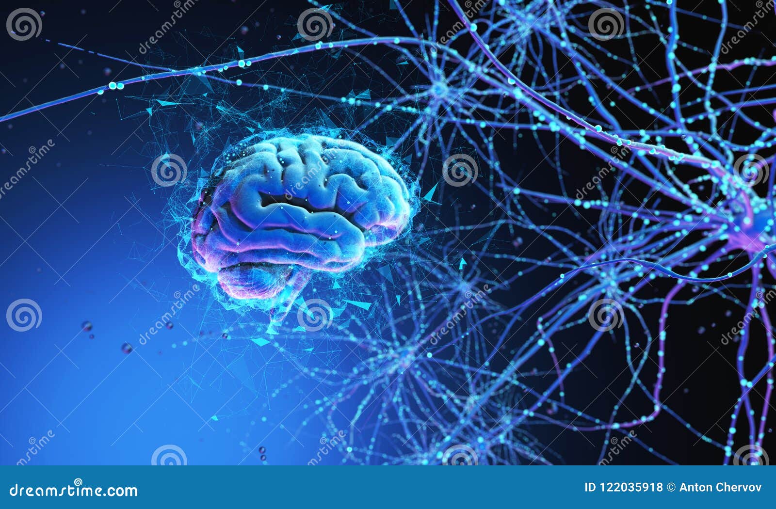 3d human brain