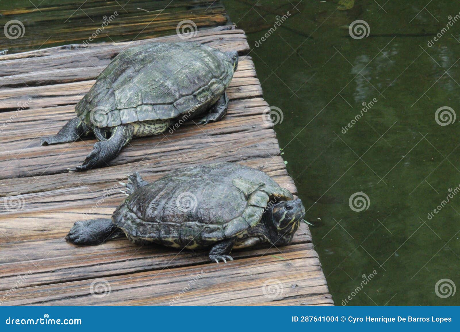 d'orbigny's slider, black-bellied slider (trachemys dorbigni), tartaruga-tigre, rio de janeiro