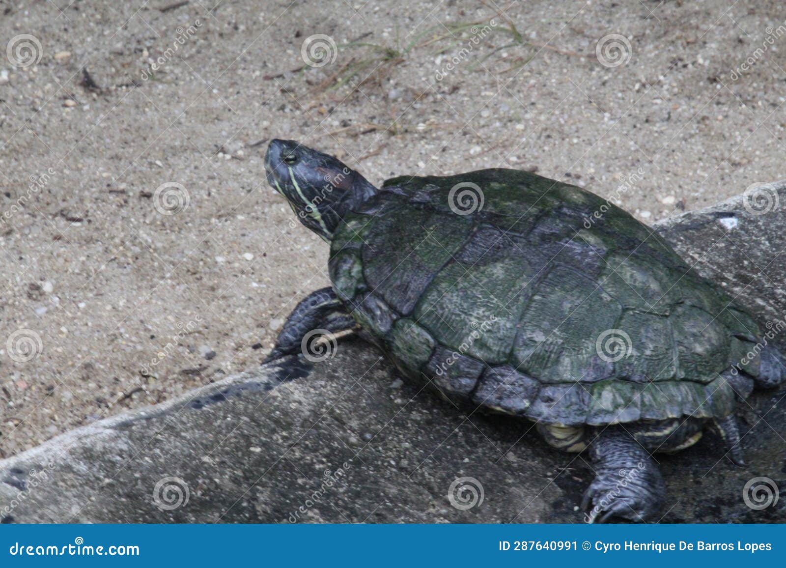 d'orbigny's slider, black-bellied slider (trachemys dorbigni), tartaruga-tigre, rio de janeiro