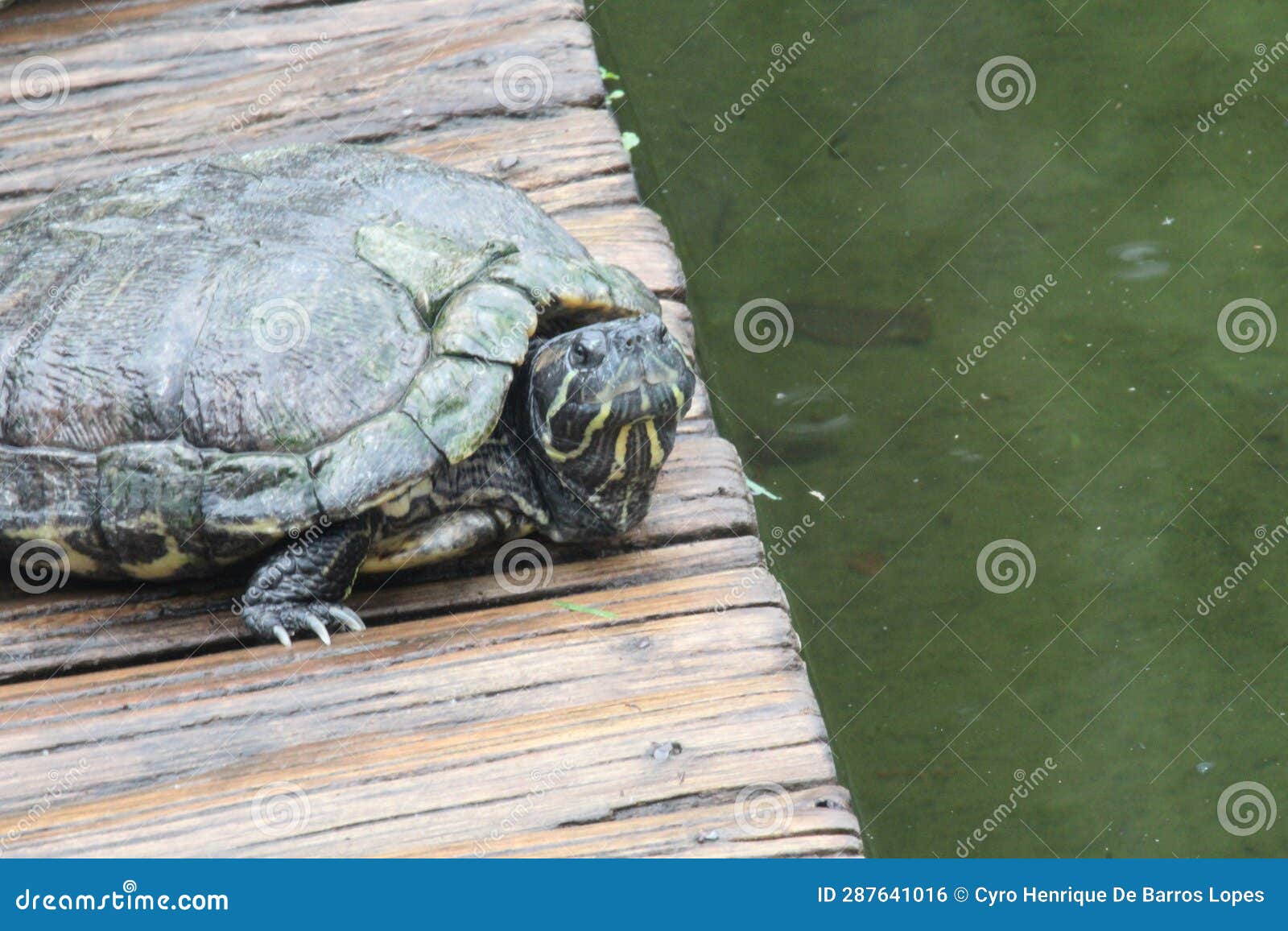 d'orbigny's slider, black-bellied slider (trachemys dorbigni), tartaruga-tigre, rio de janeiro