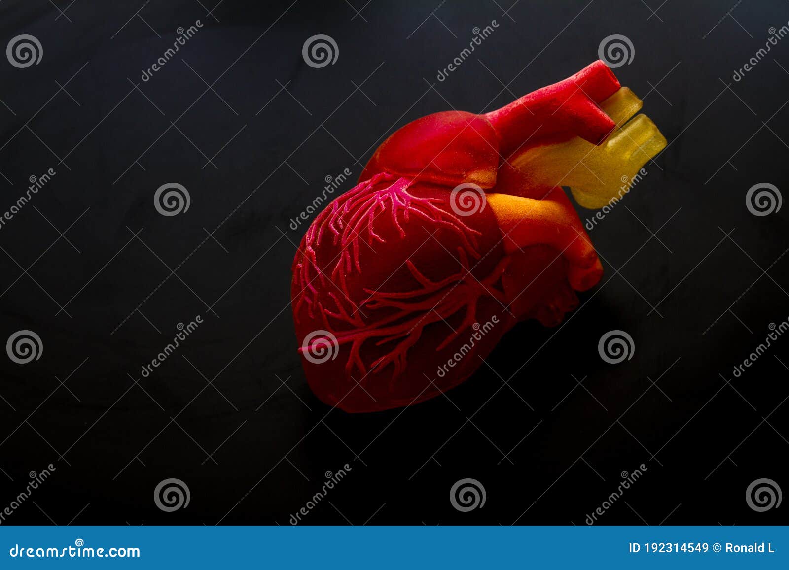 3d Printed Human Heart Prototype Close Up Object Photopolymer Stock Image