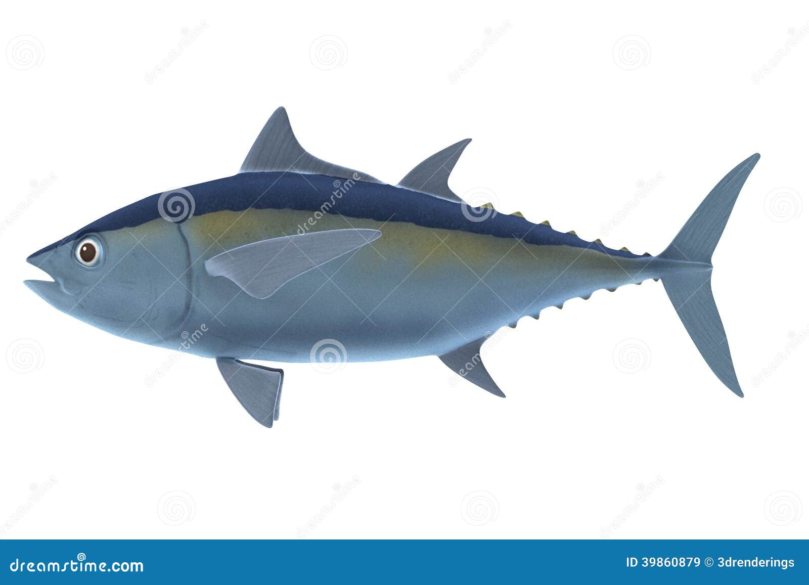 Tuna Blackfin Vector Illustration Jump Of Tuna Fish Bluefin Drawing