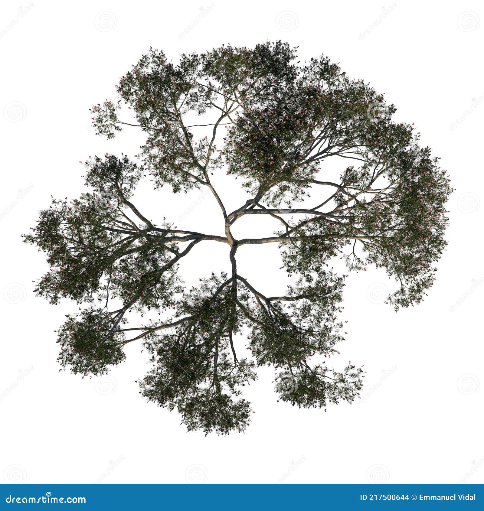 top view tree  australia umbrella tree 3 tree white background 3d rendering ilustracion 3d