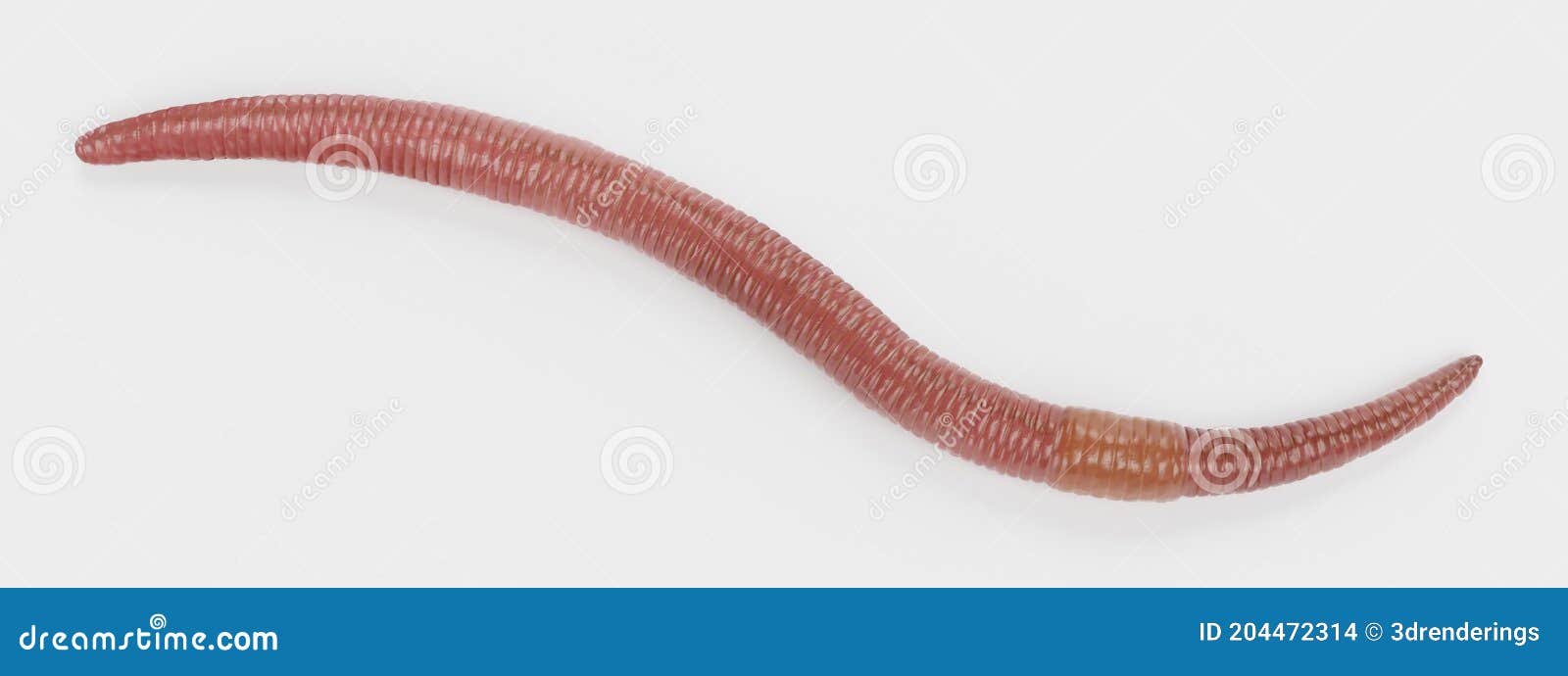 3D Render of Earthworm stock illustration. Illustration of nature