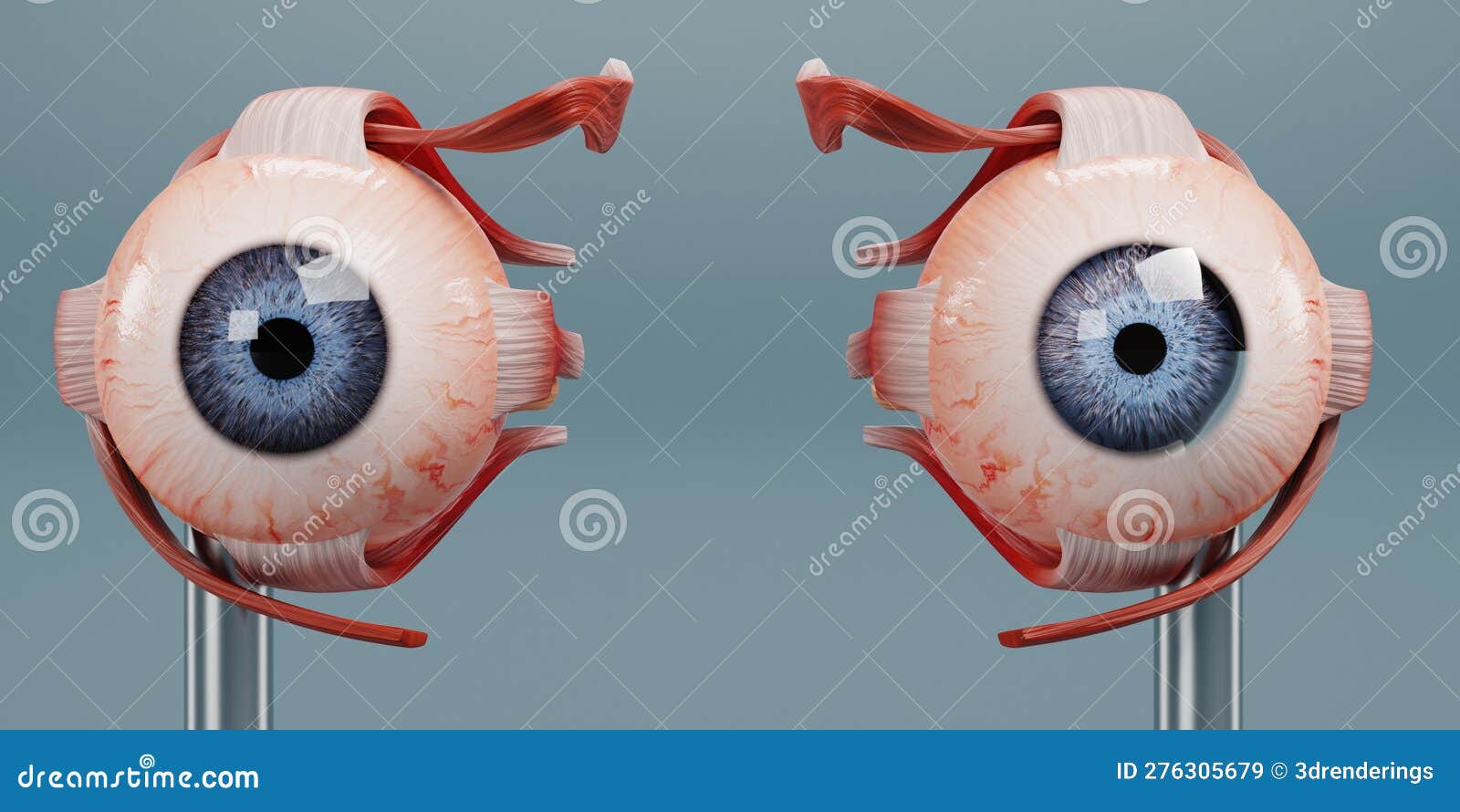 3D Render of Eye Anatomy Model Stock Illustration Illustration of