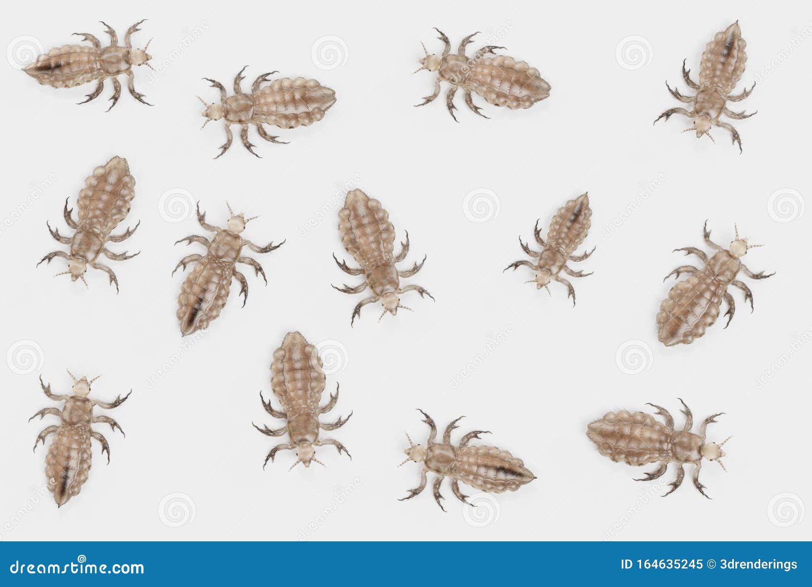 3d Render of Head Lice ilustracji. Ilustracja złożonej z ...