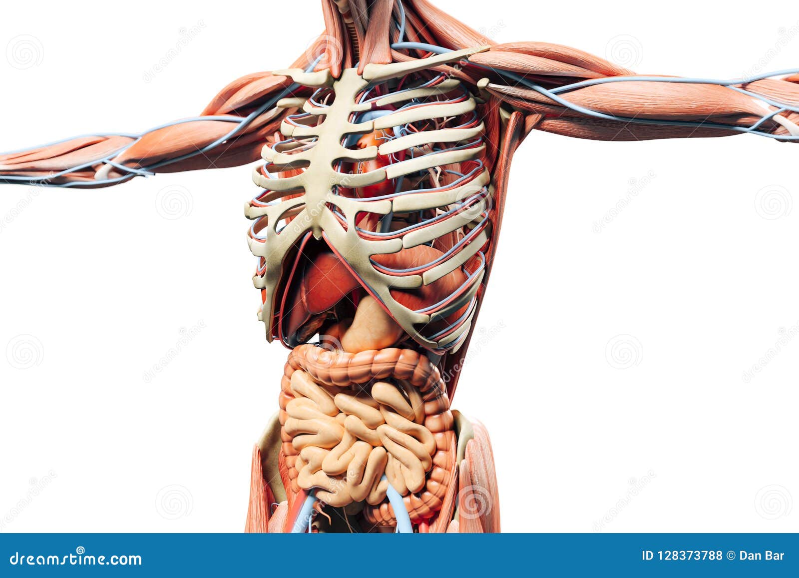 3d Render Of Human Skeleton Showing Muscles And Internal Organs Stock Illustration ...