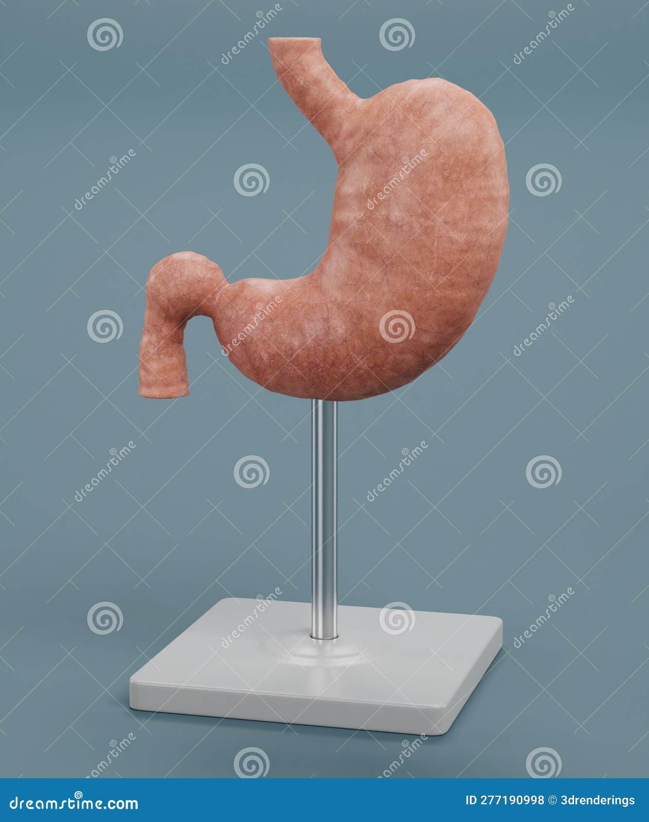 3D Render of Human Stomach Model Stock Illustration - Illustration of