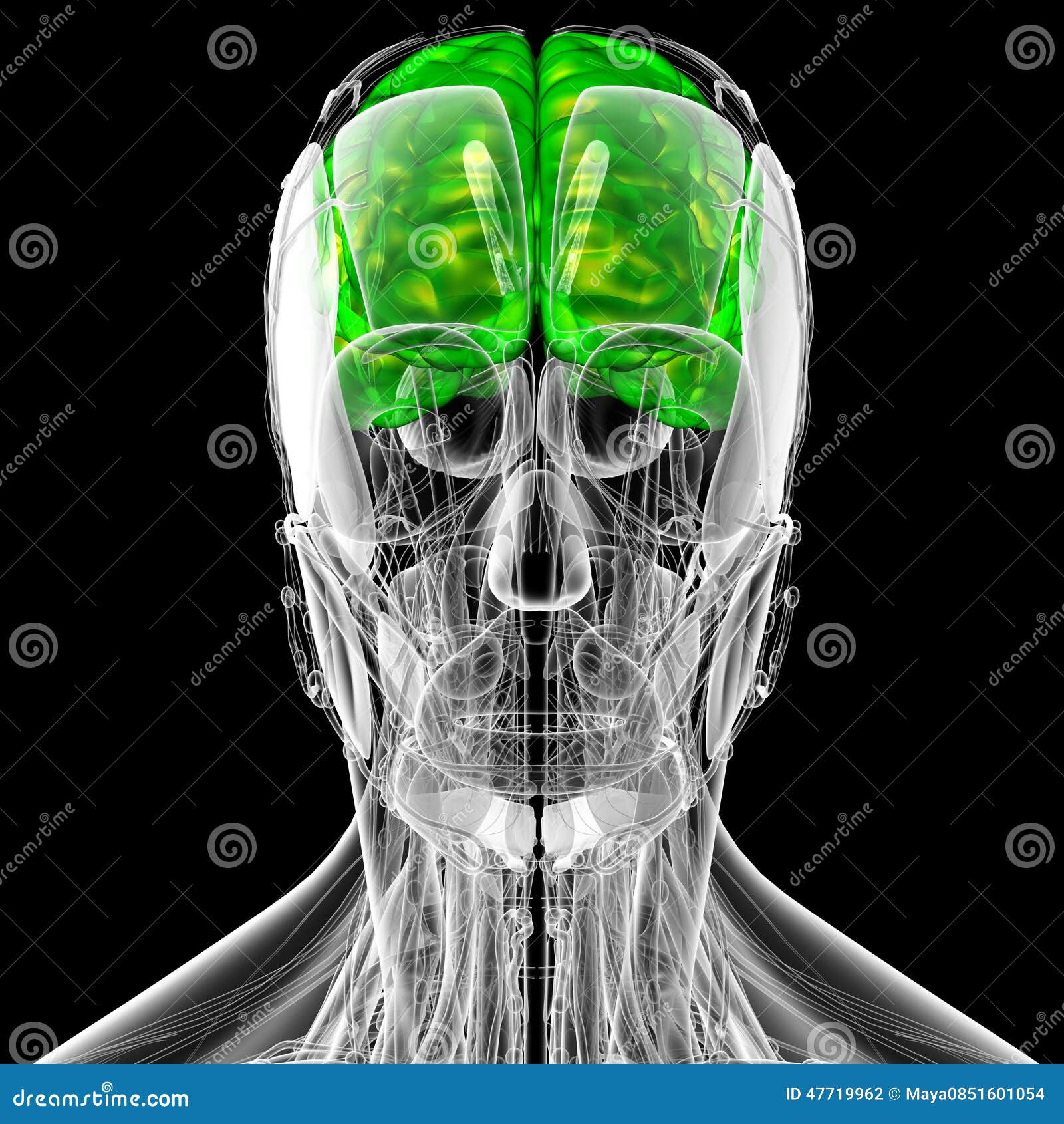 3d render medical  of the brain