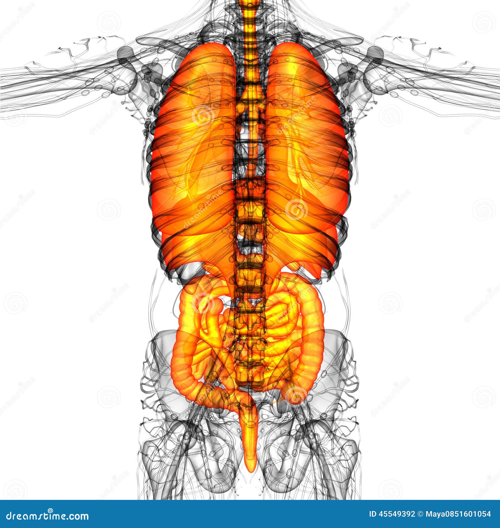 3d-render-medical-illustration-of-the-human-digestive-system-and-stock