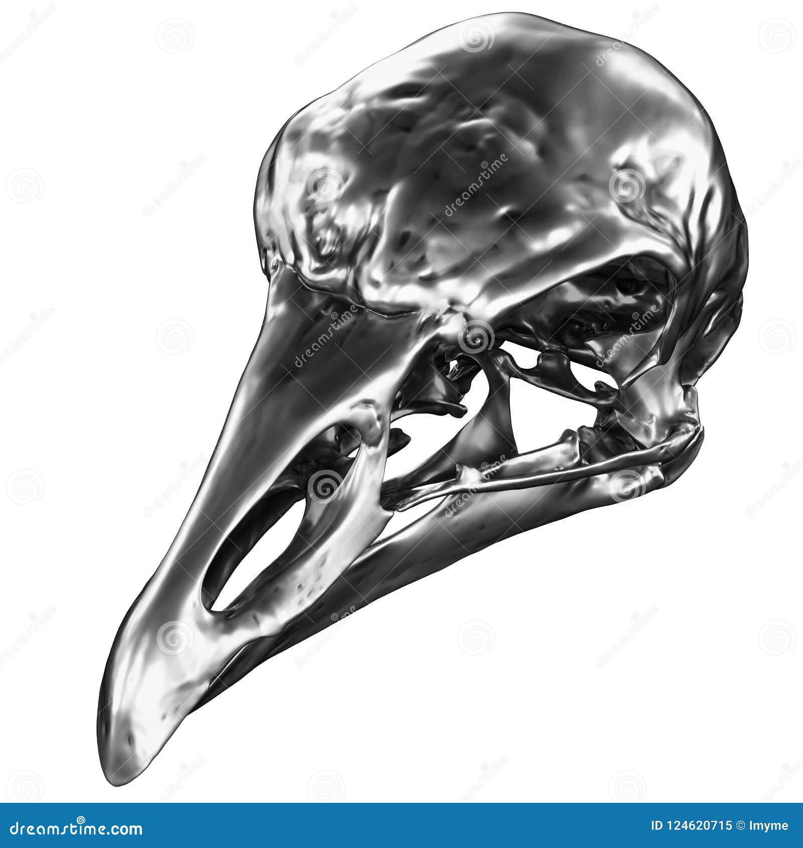 Bird Skull 3d Model Free