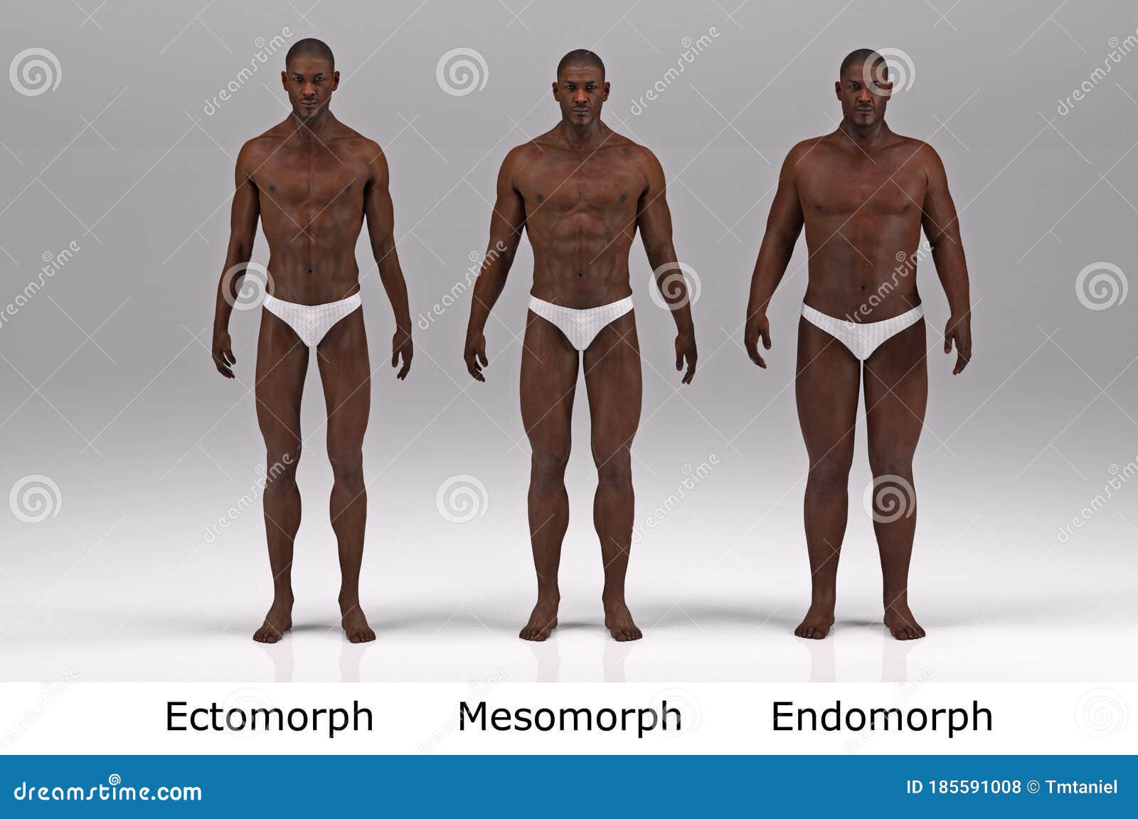 3D Render : The Portrait Of Male Body Type : Ectomorph , Mesomorph,  Endomorph Stock Illustration - Illustration Of Mesomorph, Back: 185591008