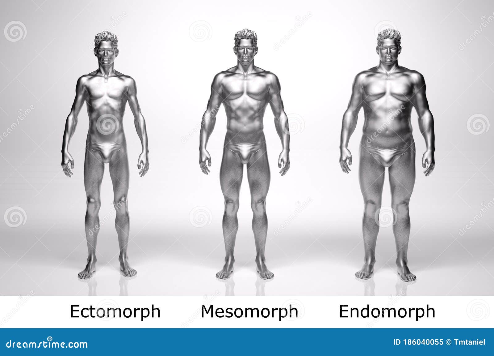 Ectomorfo mesomorfo y endomorfo