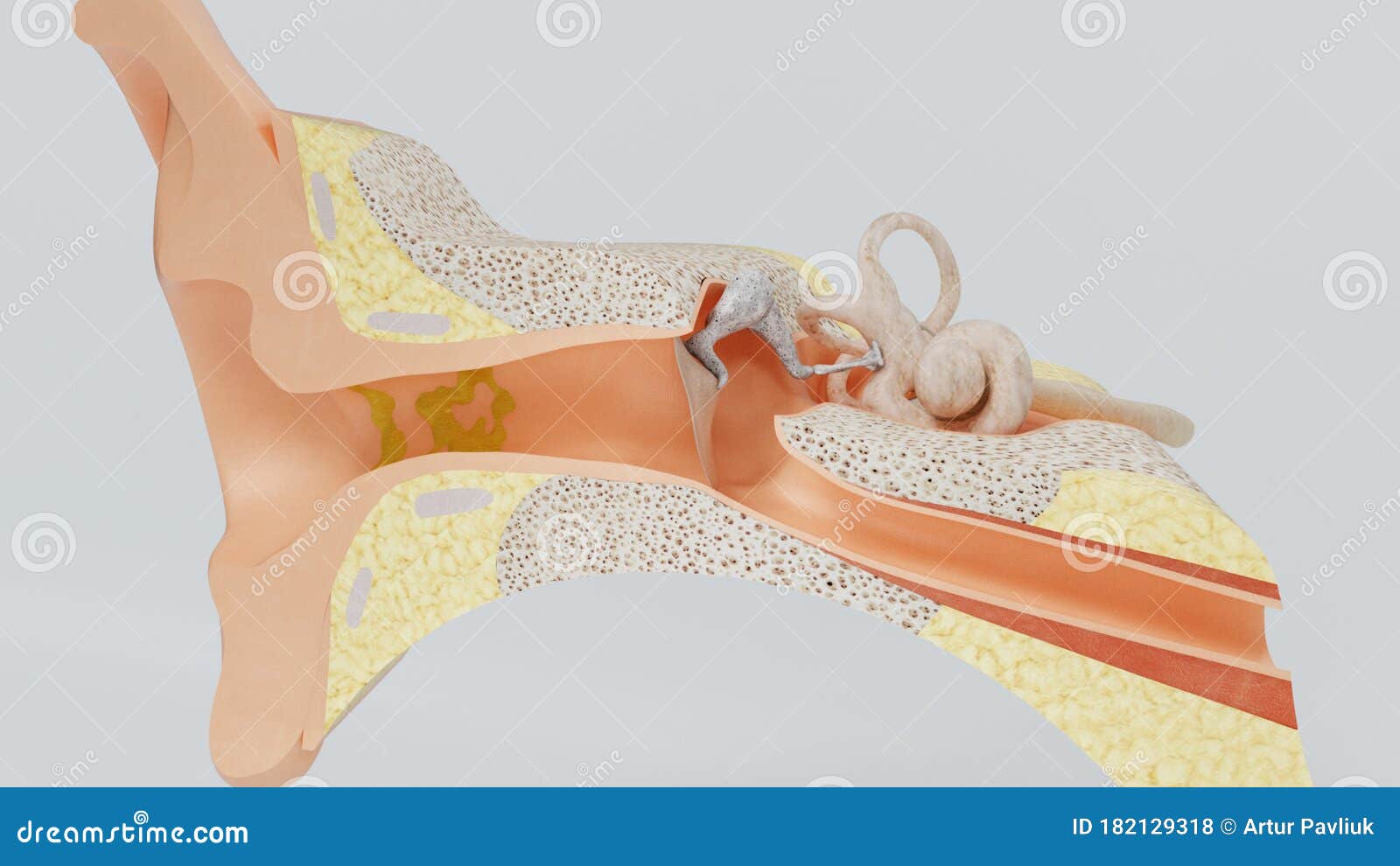 3d Render Structures Of The Human Ear 3d Illustration Stock