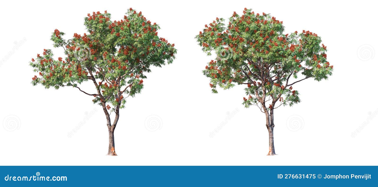 Trees with Flowers on a White Background Stock Illustration