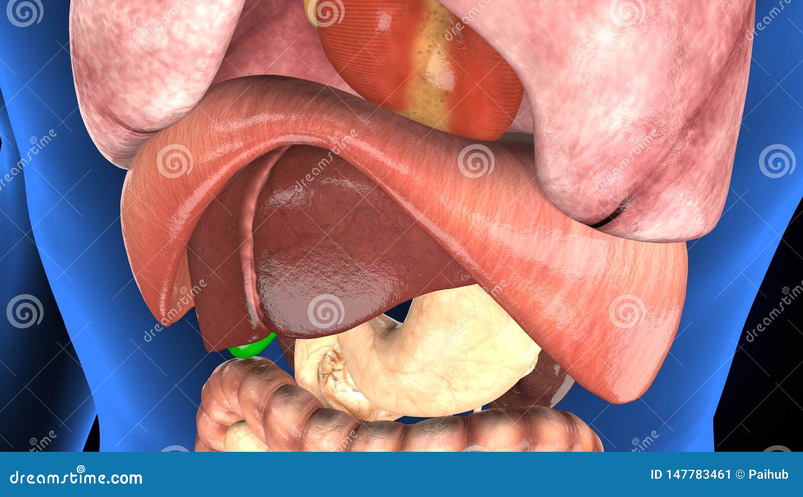 3d rendered anatomy  of a human  with organs