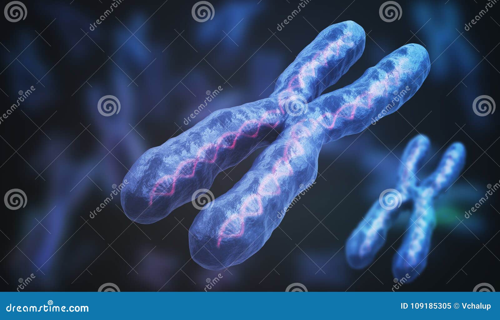 3D Illustration XYchromosomes As A Concept For Human Biology Medical