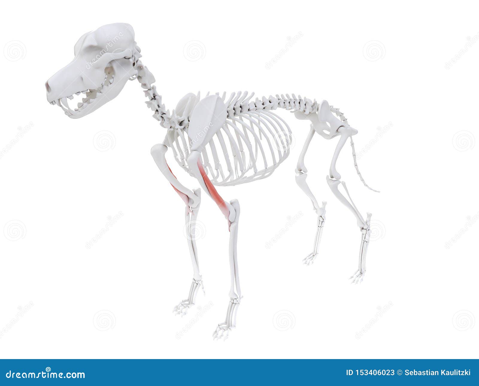 the dog muscle anatomy - brachialis