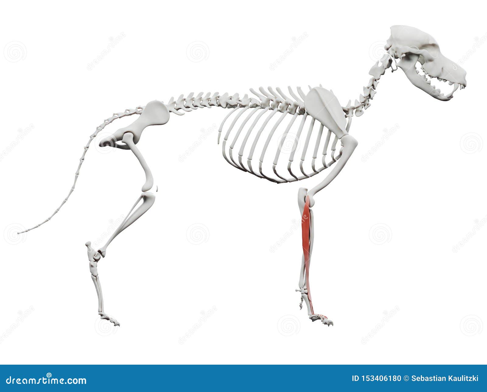 the dog muscle anatomy - extensor digitorum lateralis