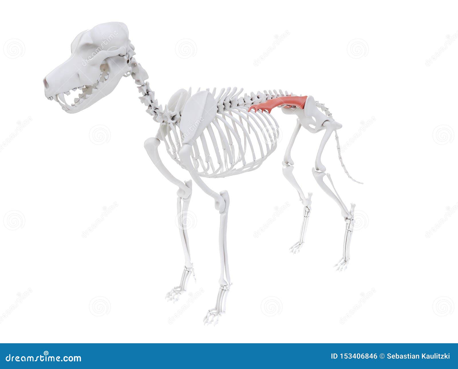 Iliocostalis lumbar stock illustration. Illustration of musculature