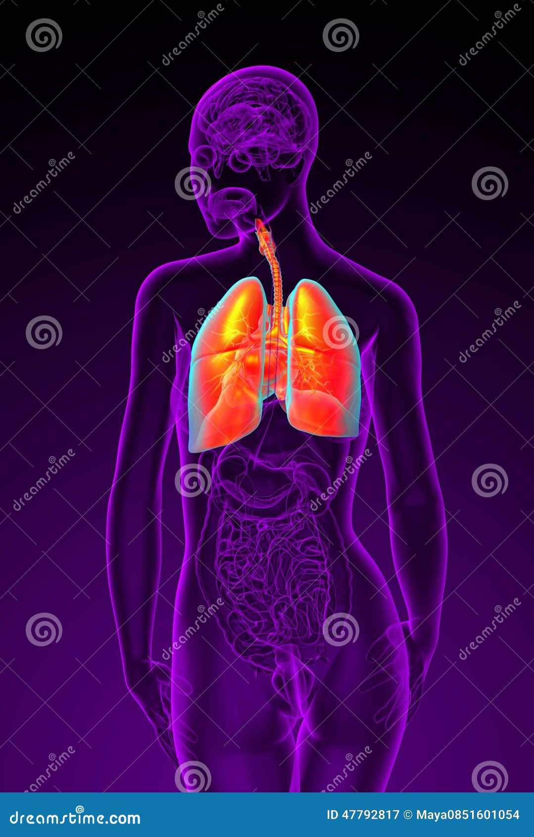 3d Rendered Illustration of the Female Respiratory System Stock