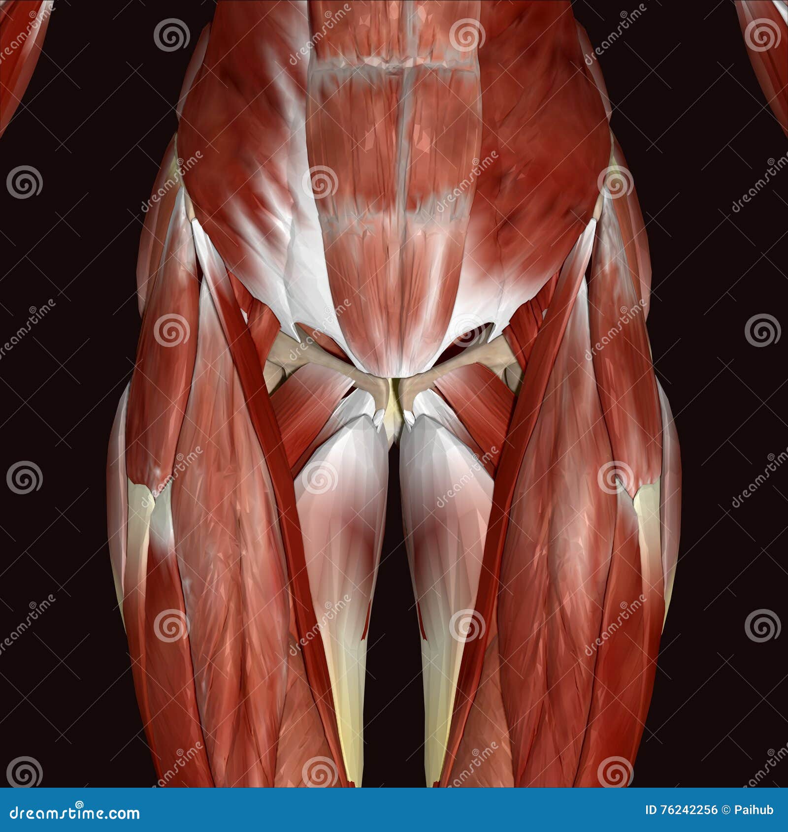 3d Rendered Illustration Human Body Anatomy Stock Illustration Illustration Of Life Face 76242256