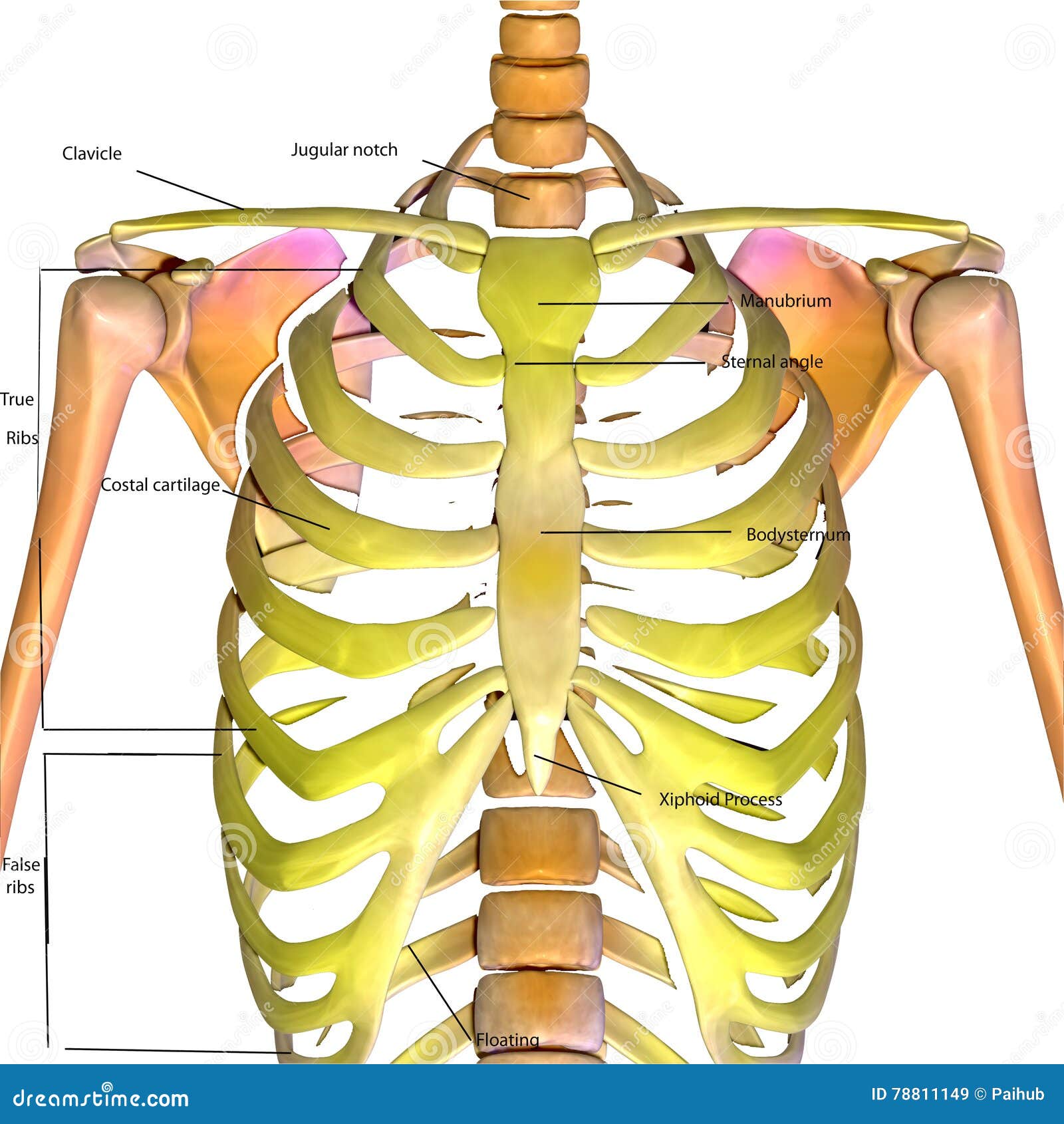 Human Anatomy Ribs Pictures - Rib Cage And Human High Resolution Stock