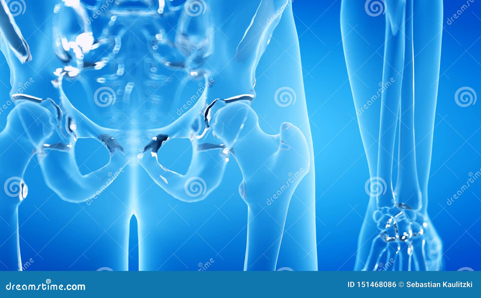 Skeletal Hip Joint Stock Illustration Illustration Of Care 151468086