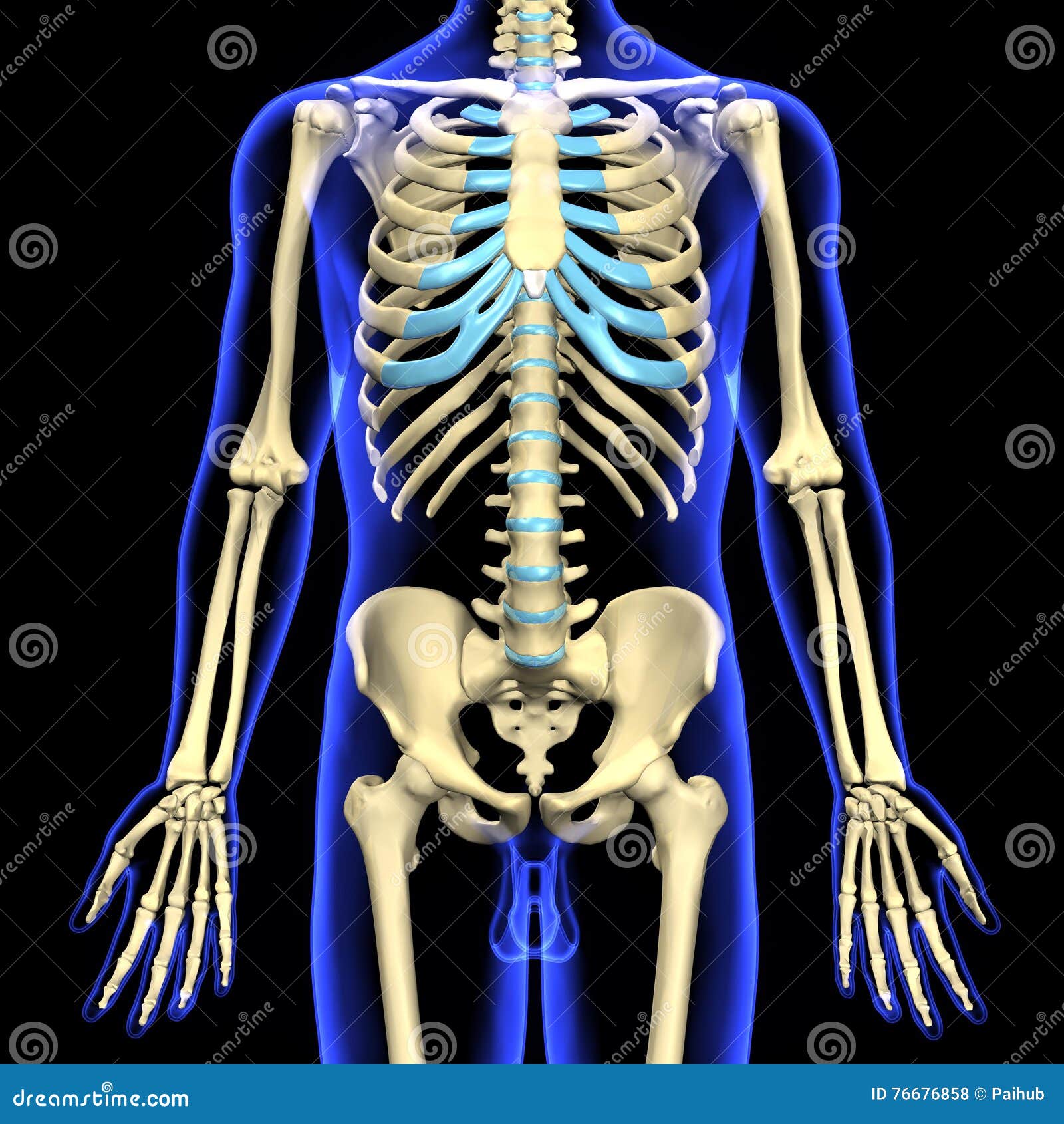 esqueleto humano Stock Illustration