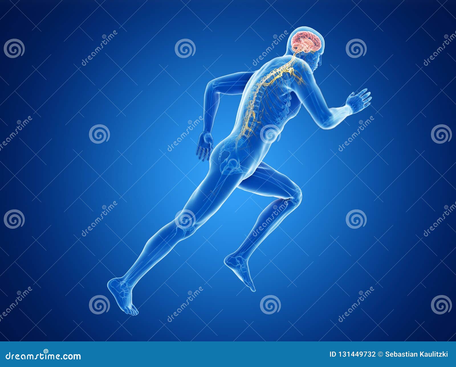a joggers brain