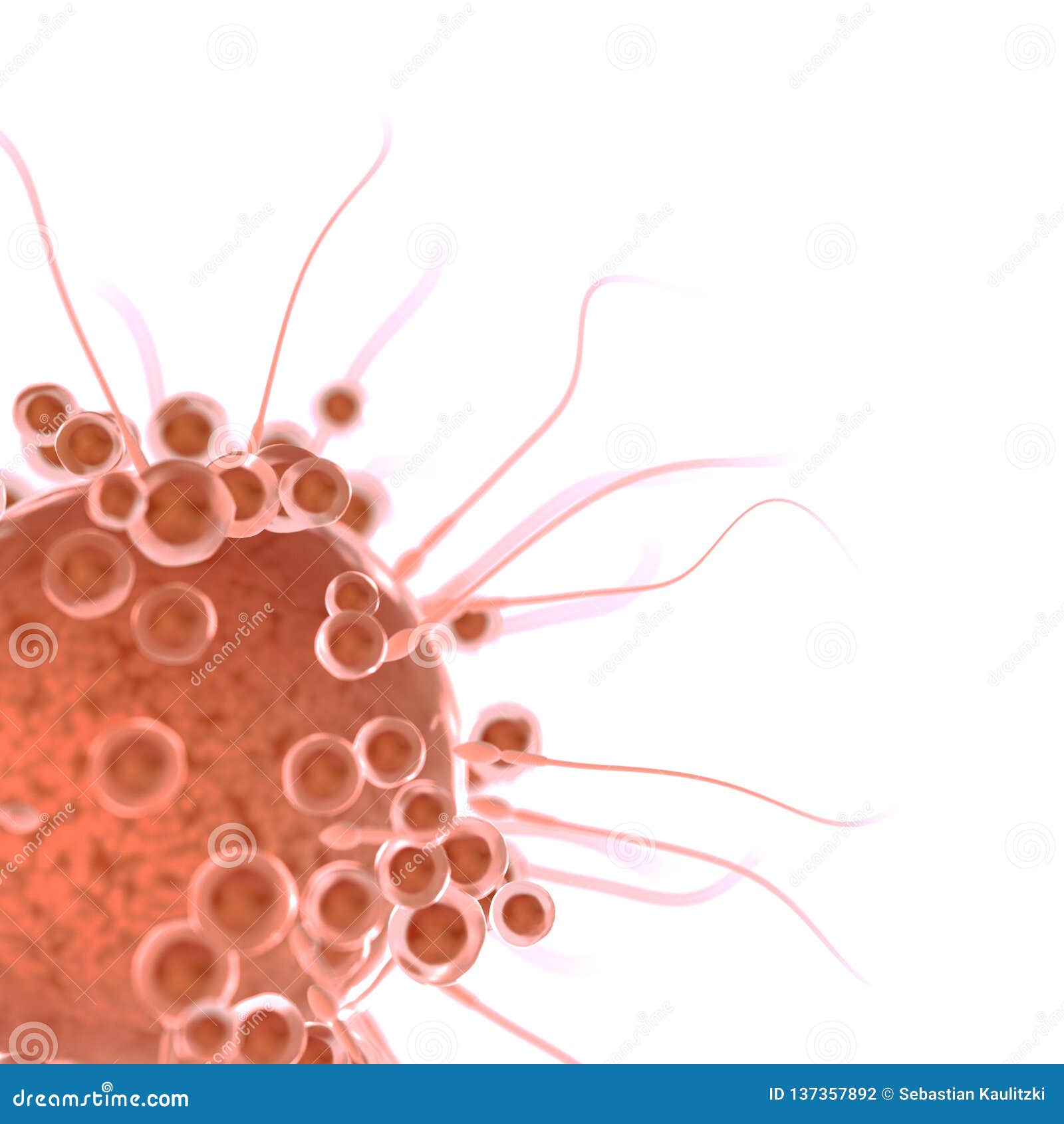 Fertilize a human egg cell stock illustration. Illustration of science