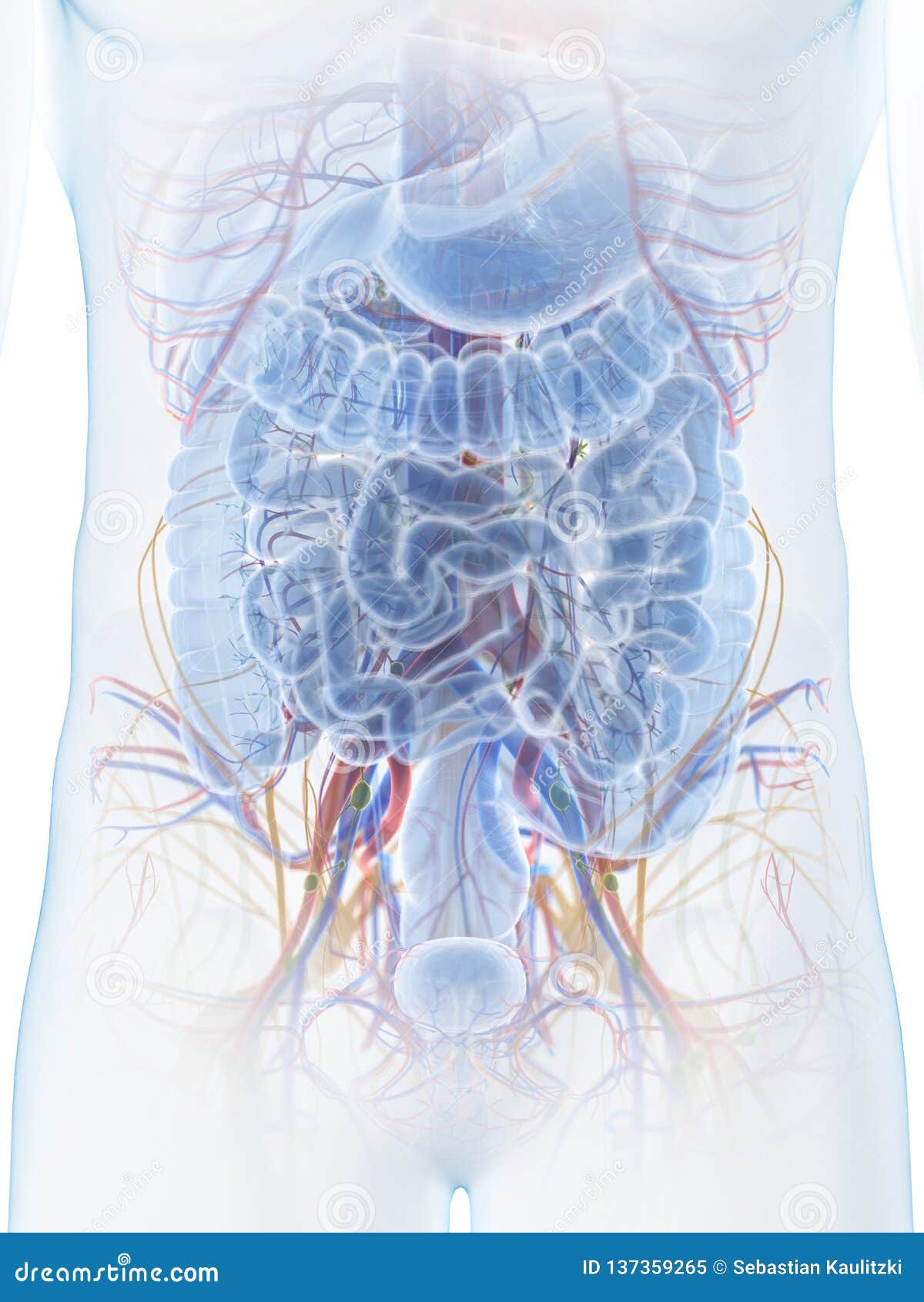 The abdominal anatomy stock illustration. Illustration of ...