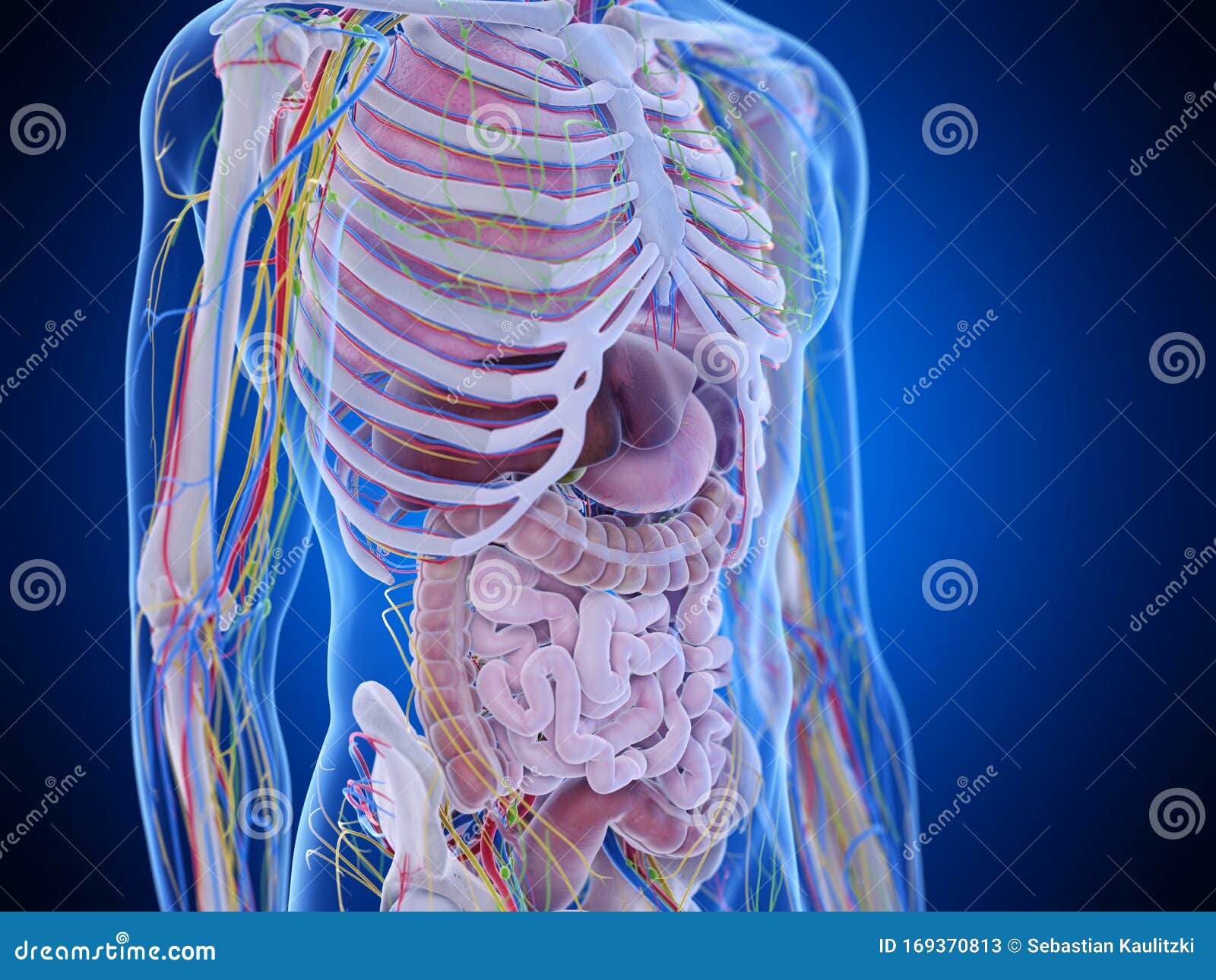 The Abdominal Anatomy Stock Illustration Illustration Of Biology 169370813