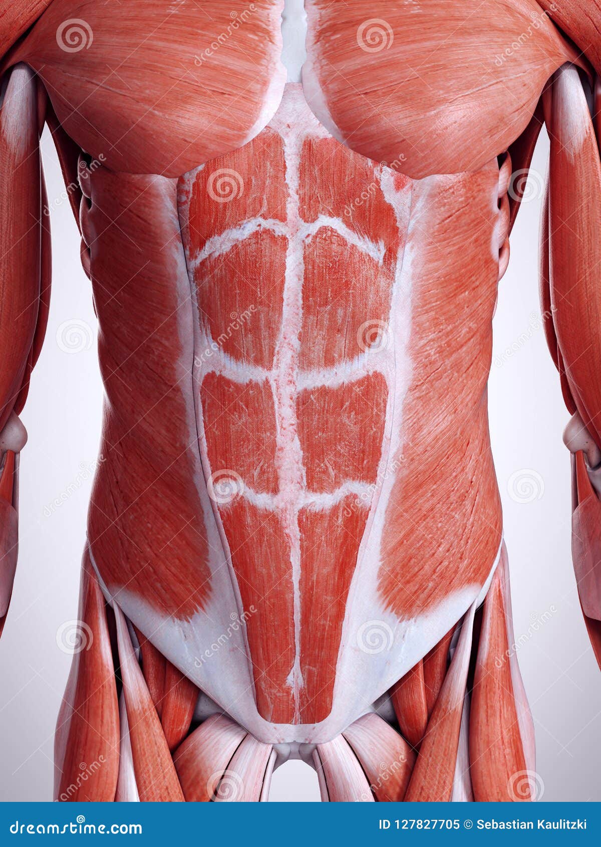 Abdominal Muscle Illustrations Stock Illustrations – 61 Abdominal Muscle  Illustrations Stock Illustrations, Vectors & Clipart - Dreamstime