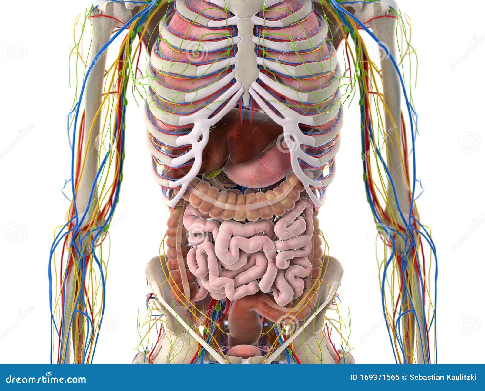 the abdominal organs