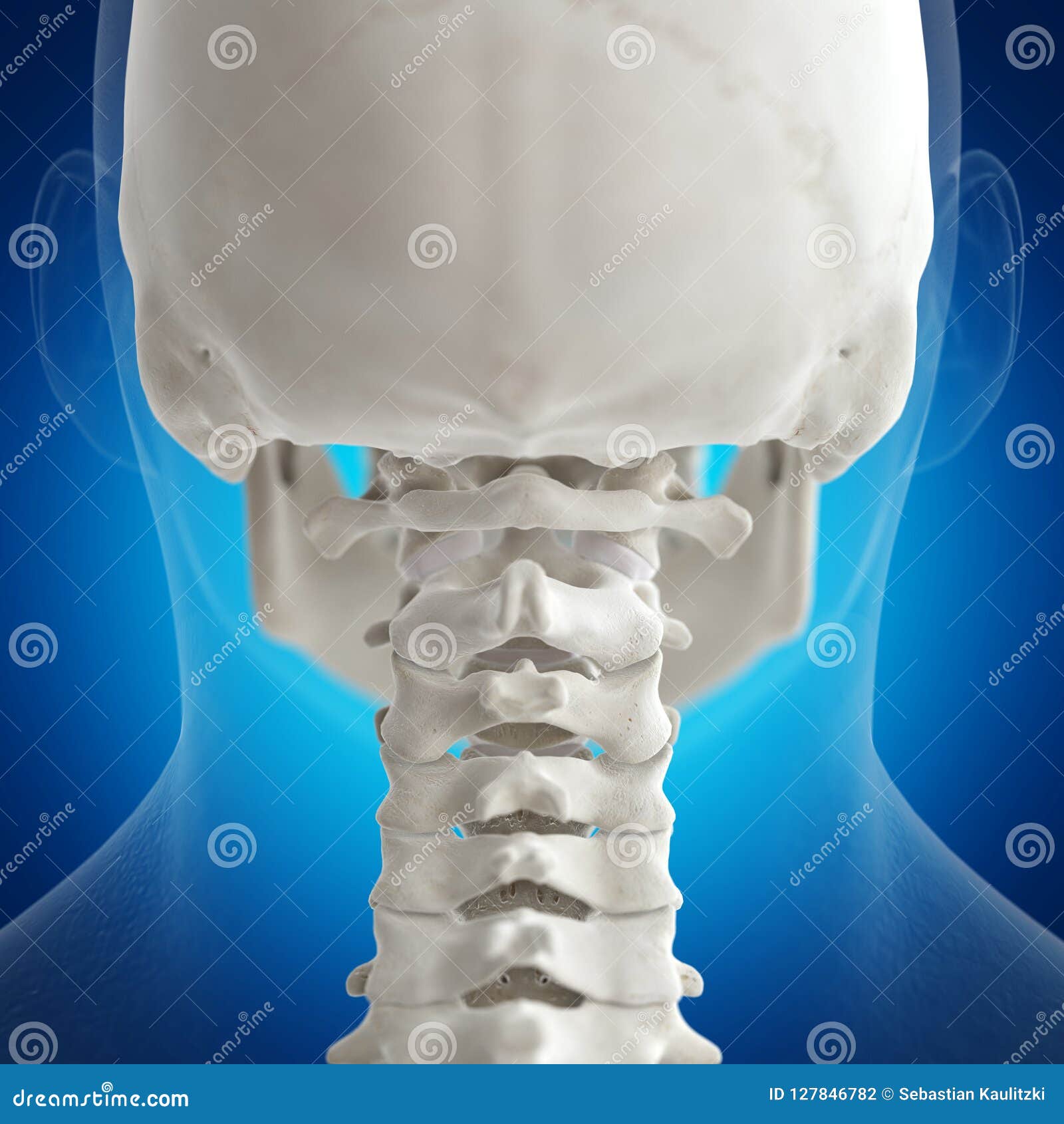 The atlas bone stock illustration. Illustration of curvature - 127846782
