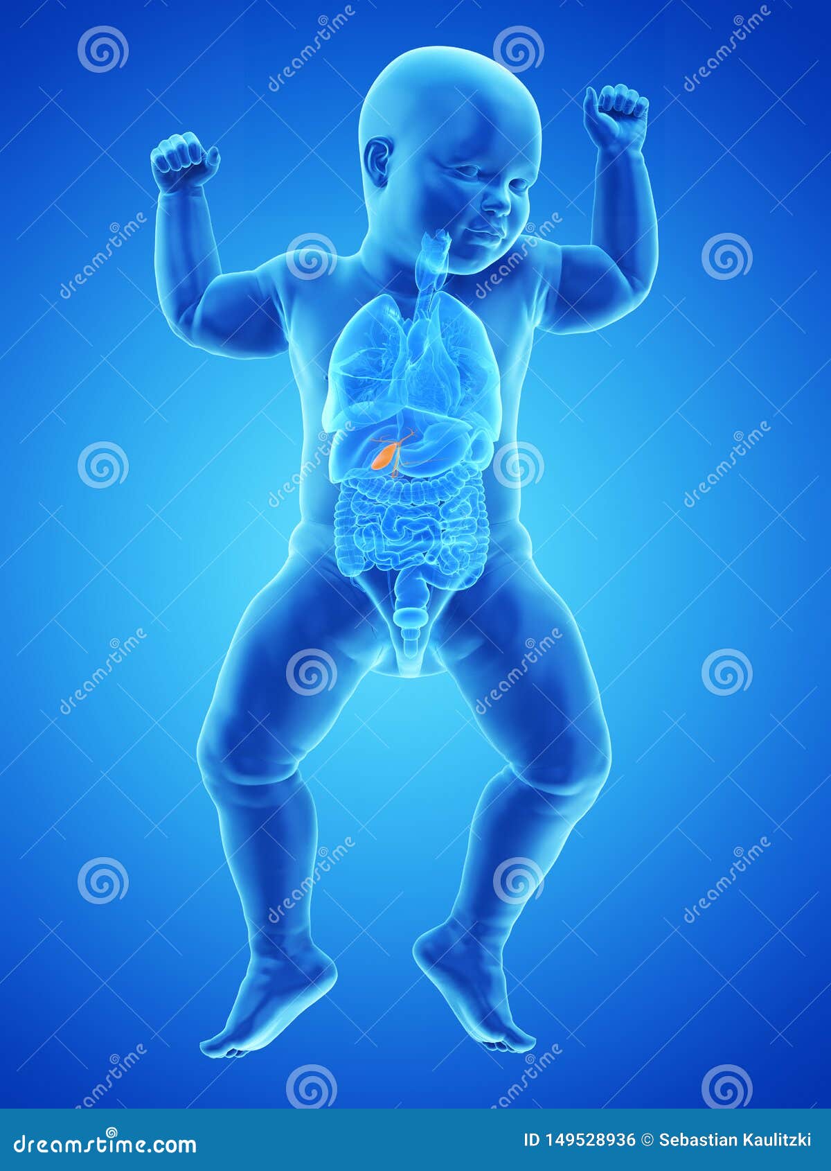 A babys gallbladder stock illustration. Illustration of healthcare ...