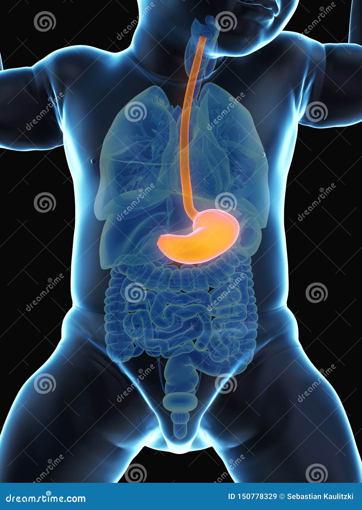 A babys stomach stock illustration. Illustration of health 150778329