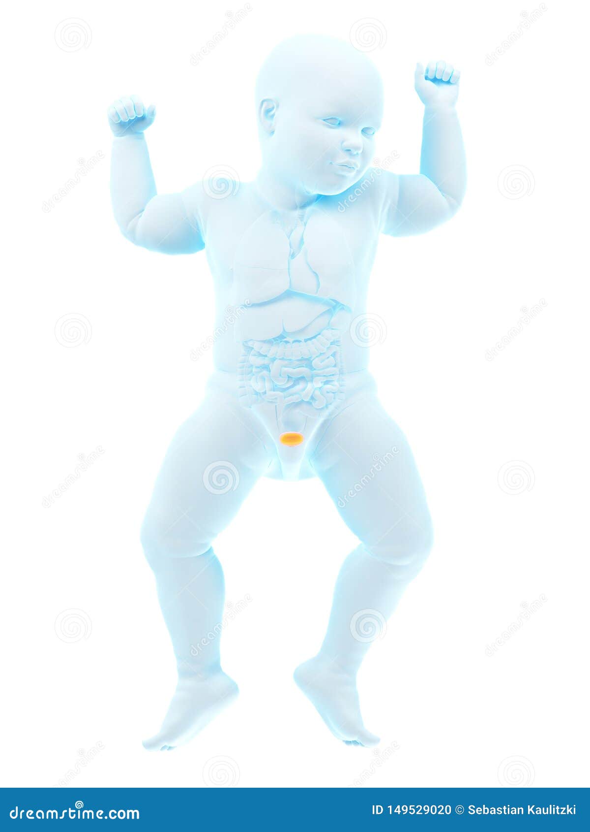 A babys urinary bladder stock illustration. Illustration of infant