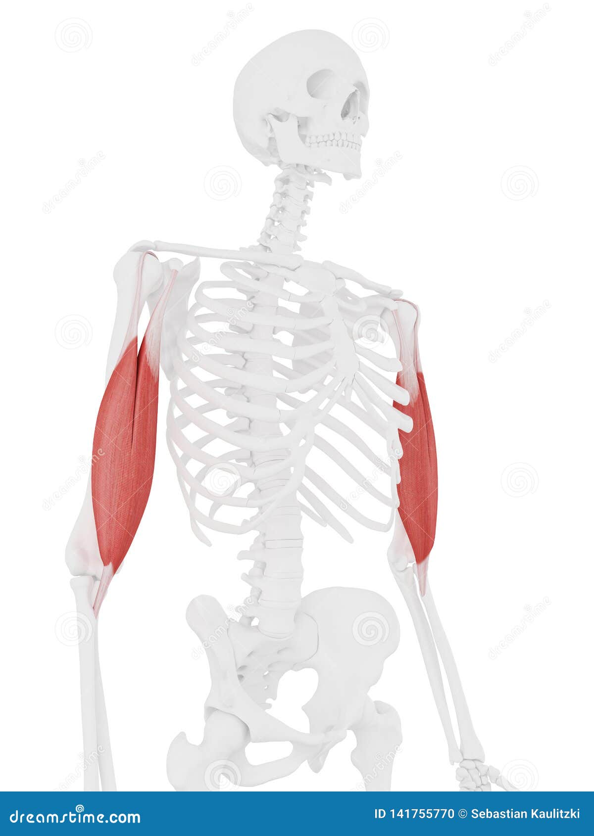 The Biceps Brachii stock illustration. Illustration of diagram - 141755770