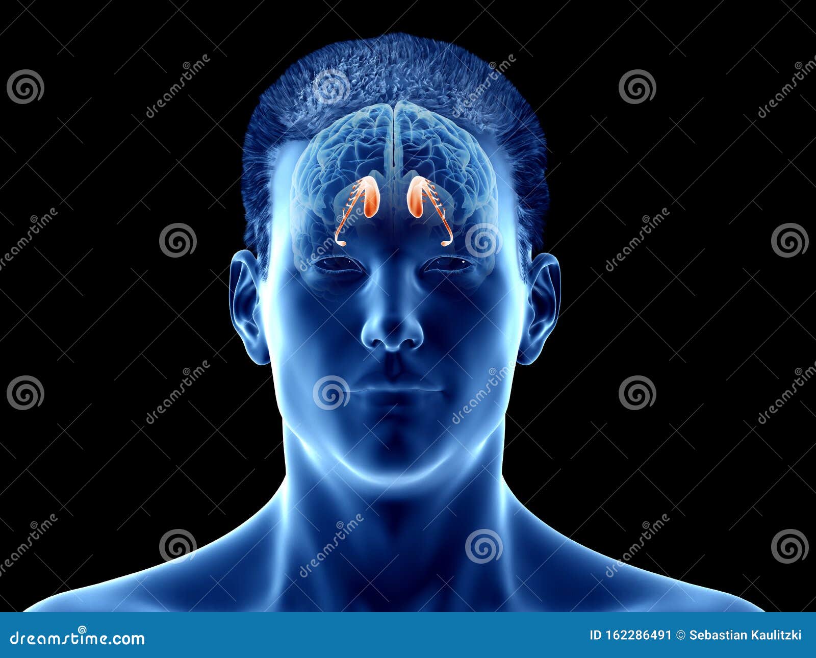 the brain anatomy - the caudate nucleus