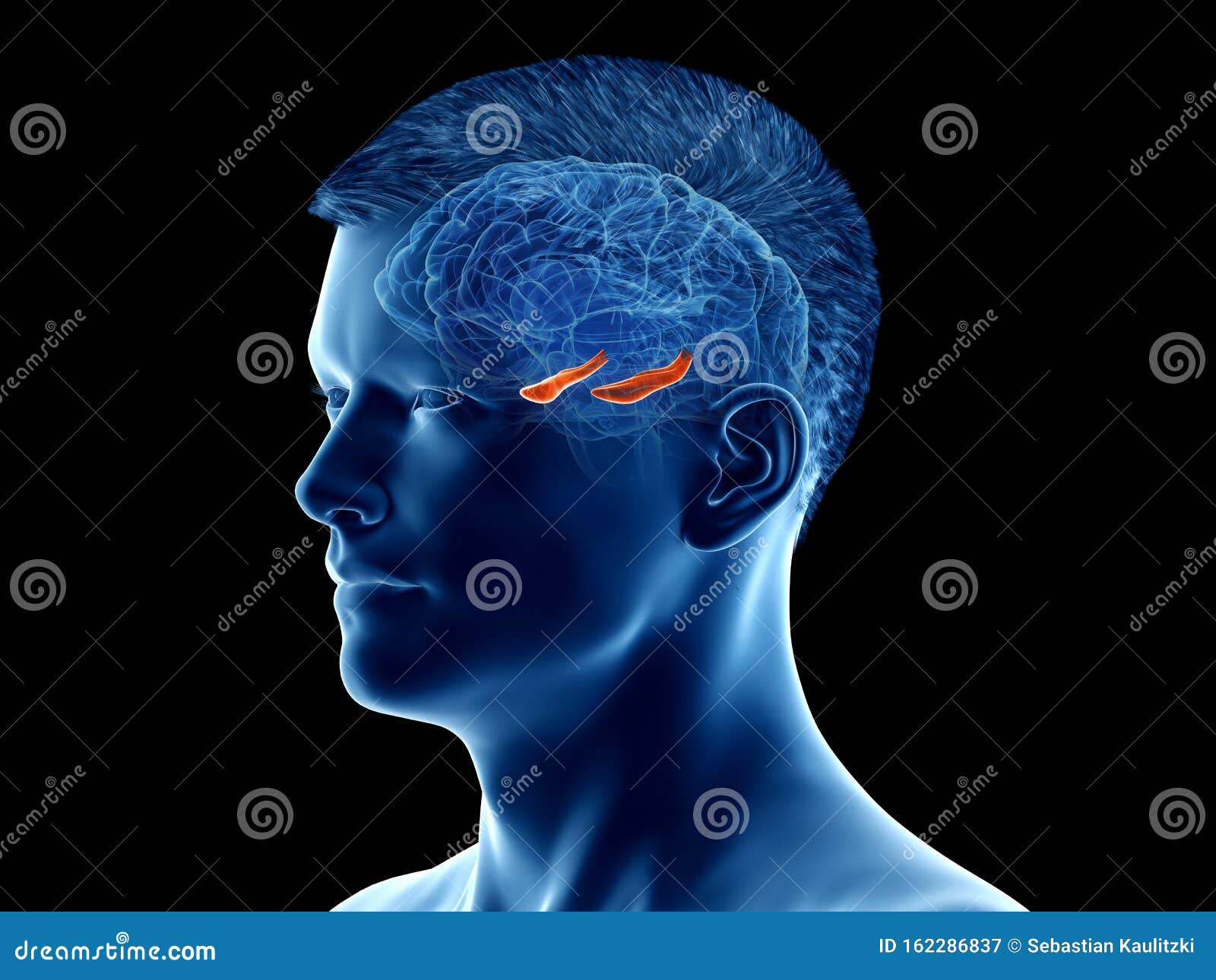the Hippocampus Stock Illustration Biology Diagrams