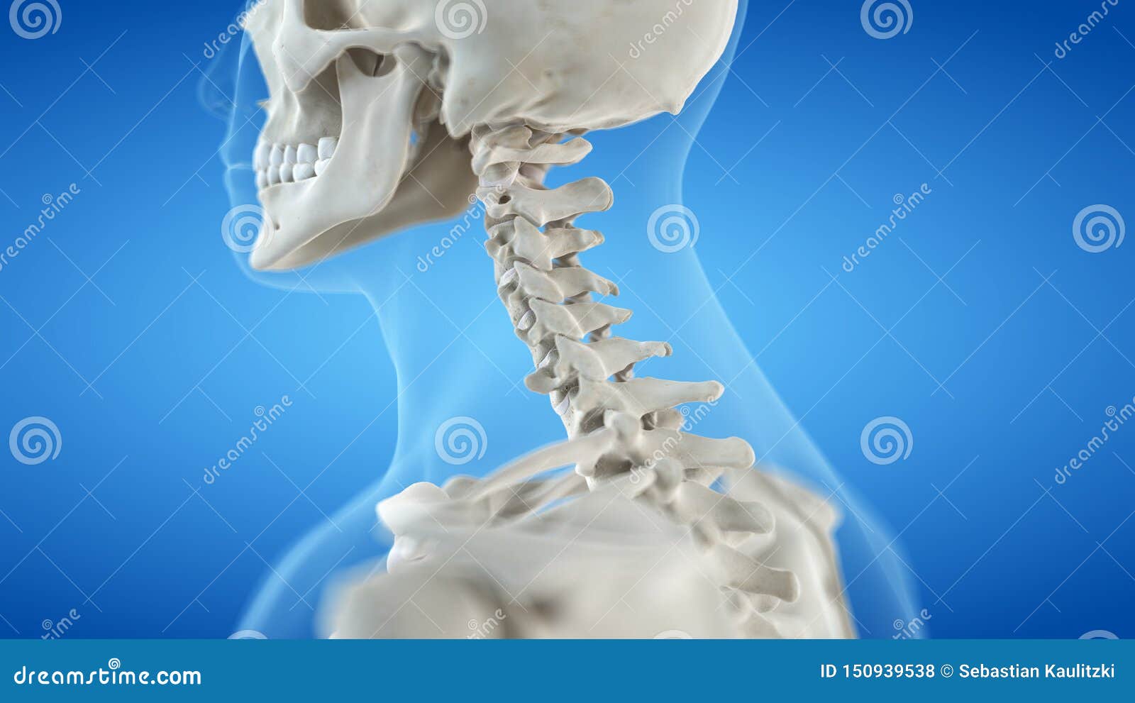 The cervical spine stock illustration. Illustration of therapy - 150939538