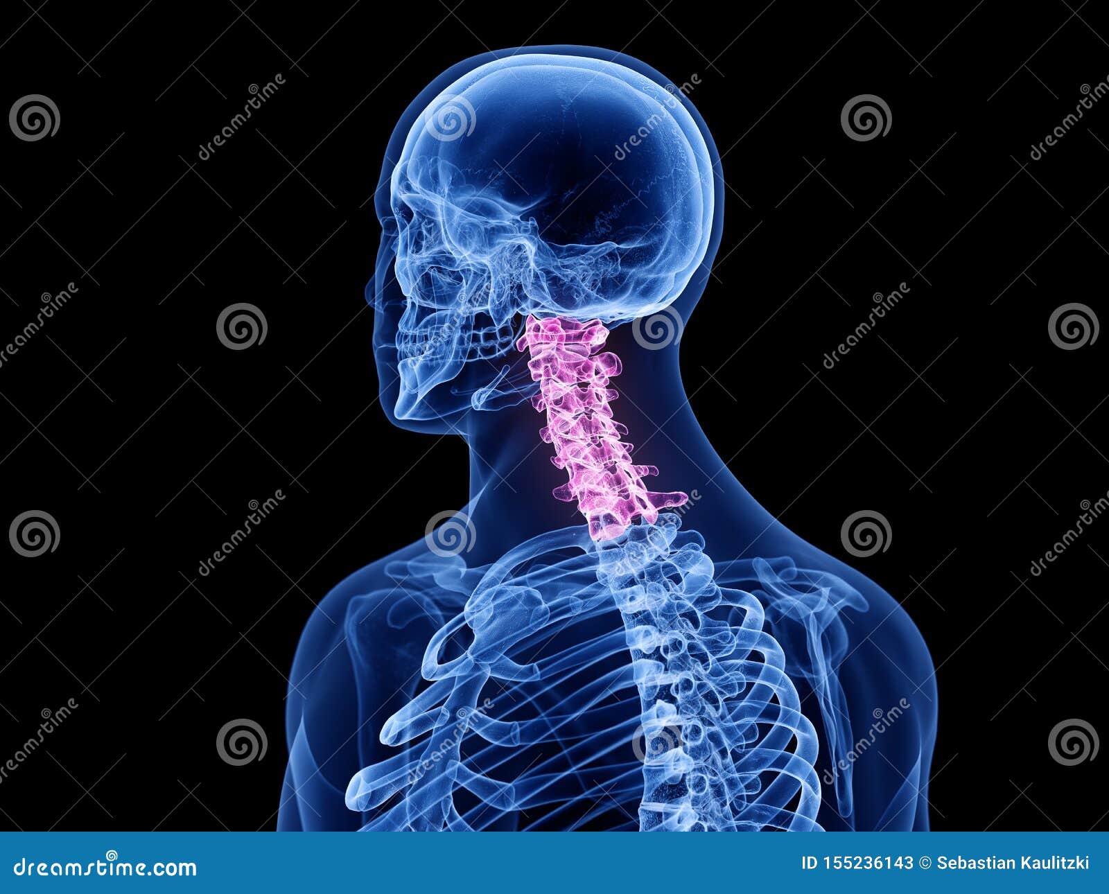 The cervical spine stock illustration. Illustration of atlas - 155236143