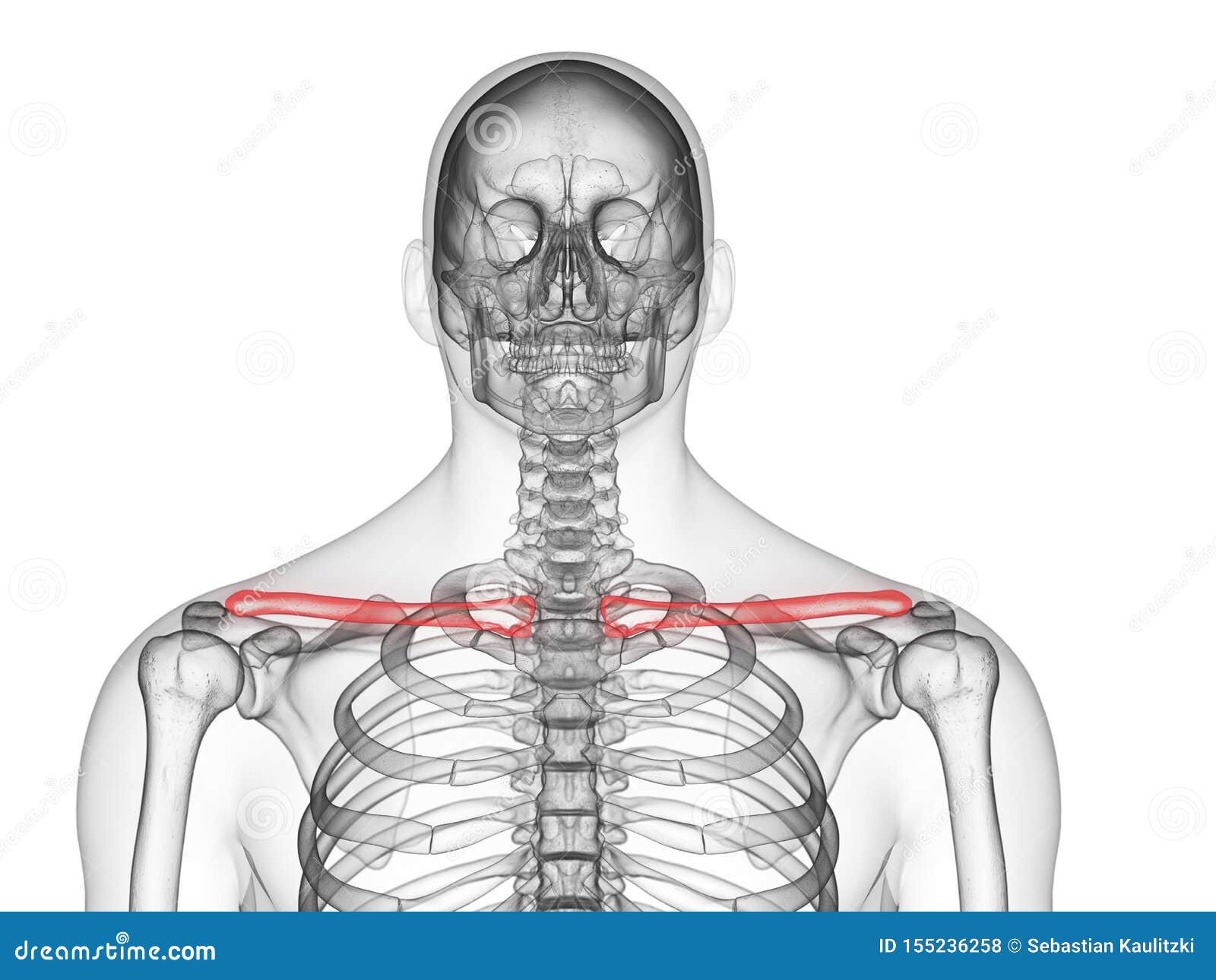 Clavicle Bone Anatomy - Anatomy Bones Stock Photo | CartoonDealer.com