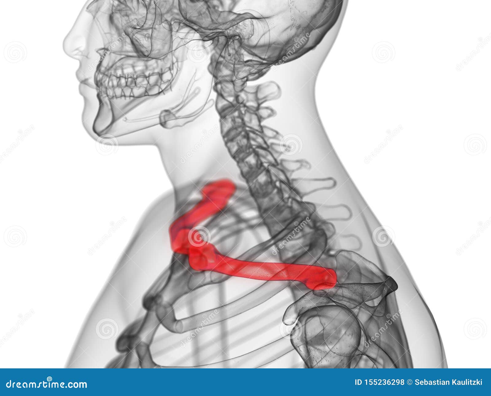 Clavicle Bone Anatomy - Anatomy Bones Stock Photo | CartoonDealer.com