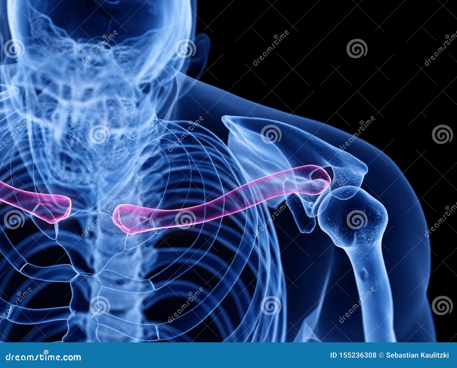 Clavicle Bone Anatomy - Anatomy Bones Stock Photo | CartoonDealer.com